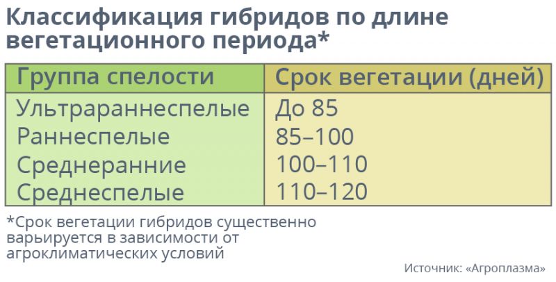 т